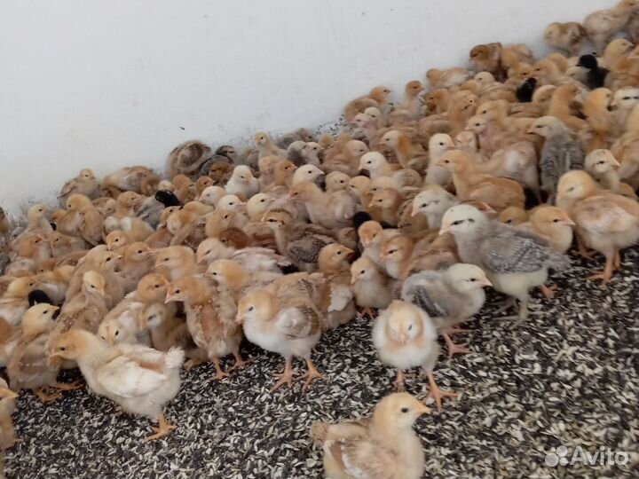 Цветной бройлер