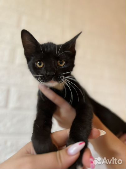 Котята в добрые руки бесплатно