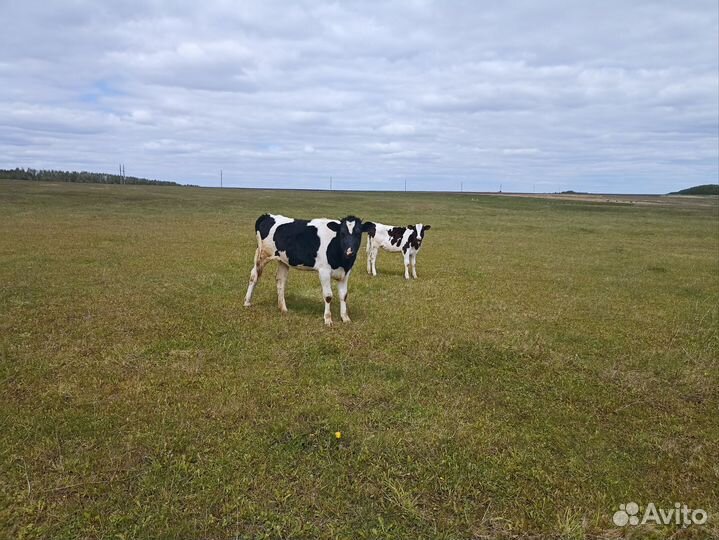 Телёнок 4 месяца, тёлка 1 год