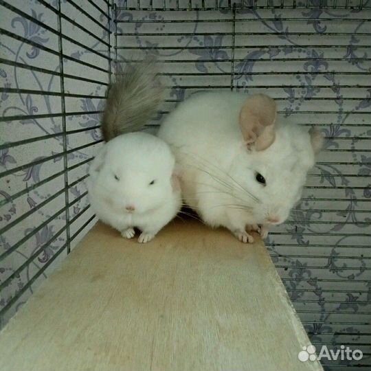 Передержка животных