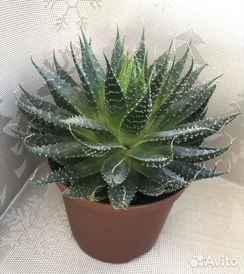 Aloe aristata, Седум Буритто