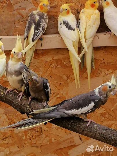 Попугай карелла и какарики