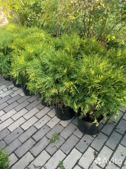 Туя вудварди