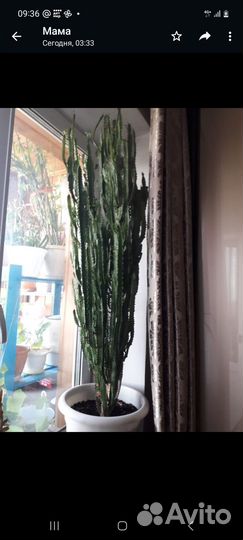 Комнатный цветок молочай