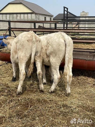 Телки шароле