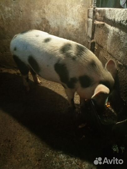 Поросёнок на мясо
