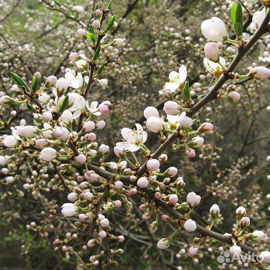 Терновник, терн, Слива колючая, Prunus spinosa. Се