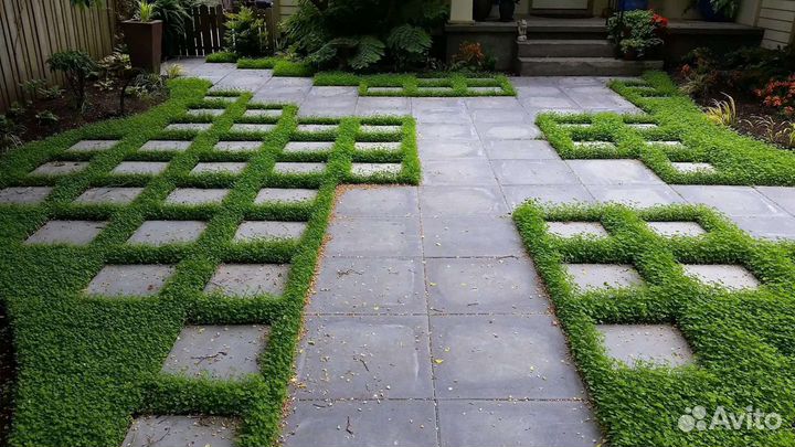 Микроклевер газон для ленивых