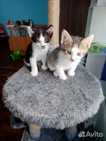 Котята в добрые руки. Метисы канадского сфинкса