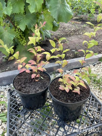 Спирея японская