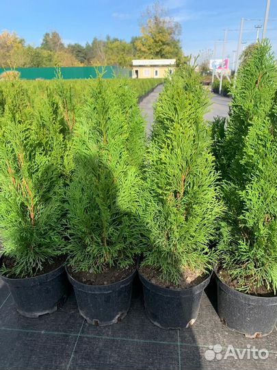 Туя смарагд 180-200 см