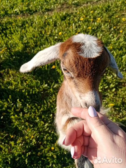 Нубийские козлята/козел