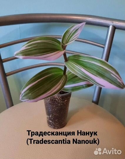 Традесканции Разные