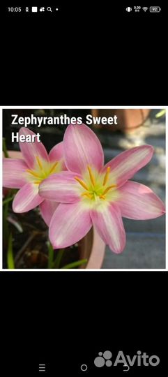 Комнатные, луковичные