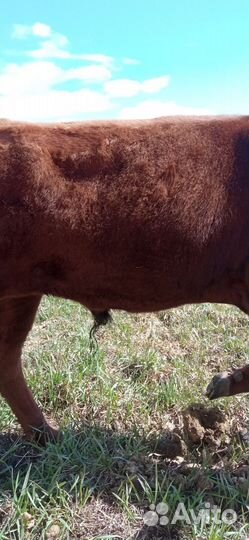 Бычки и быки