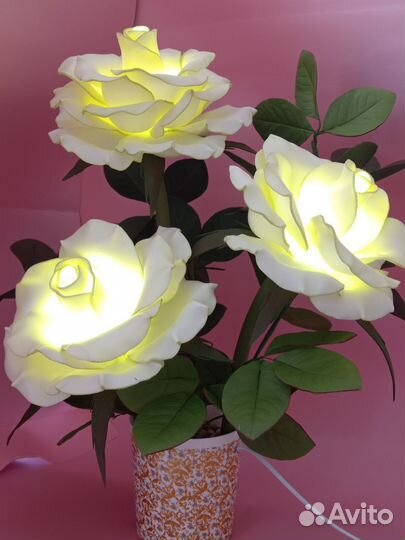 Ночник куст роз