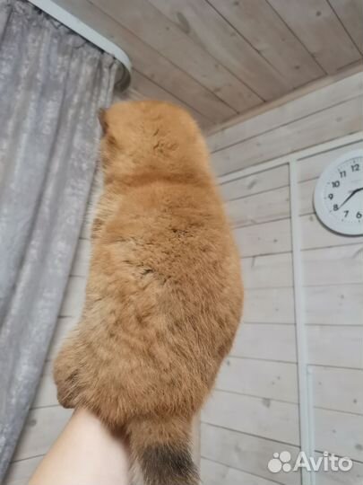 Щенки сиба шиба ину