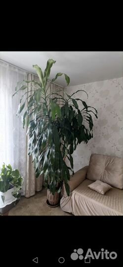 Пальма драцена