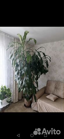 Пальма драцена