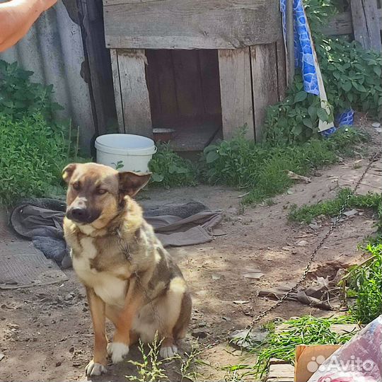 Кобель для охраны участка