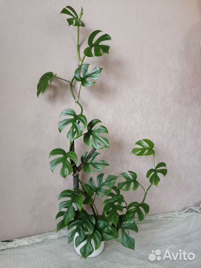 Рафидофора,монстера,Н-джой,неон,педилантус