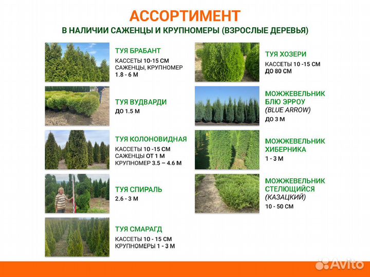 Туя брабант, вудварди, смарагд, хозери