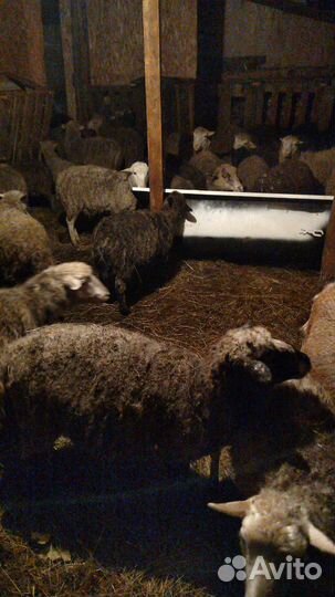 Овцы бараны