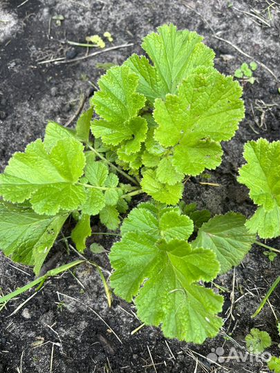 Гравилат махровый