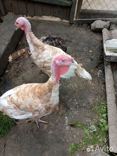 Индюки подрощенные