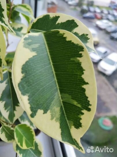 Фикус Бенджамина пестролистный