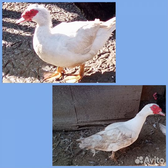 Мускусные утки тяжелые линии