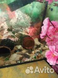 Сомики анциструсы