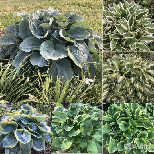 Хосты кустики