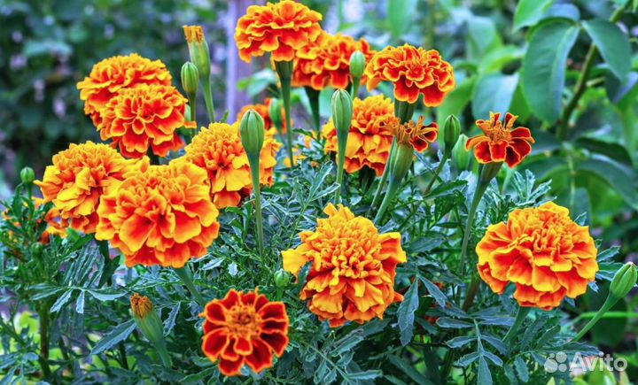 Рассада бархатцы