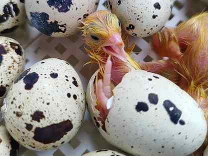 Инкубационное яйцо перепелов в наличии, Зеленогорск