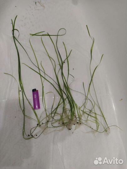 Для аквариума и рыбок