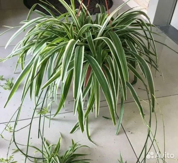 Каланхоэ, хлорофитум