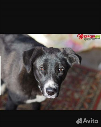 Собака в добрые руки