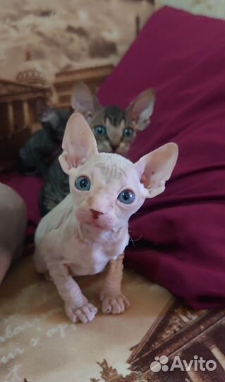 Донской сфинкс