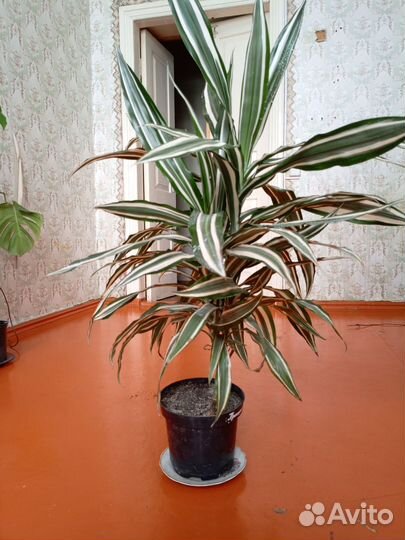 Драцены в ассортименте