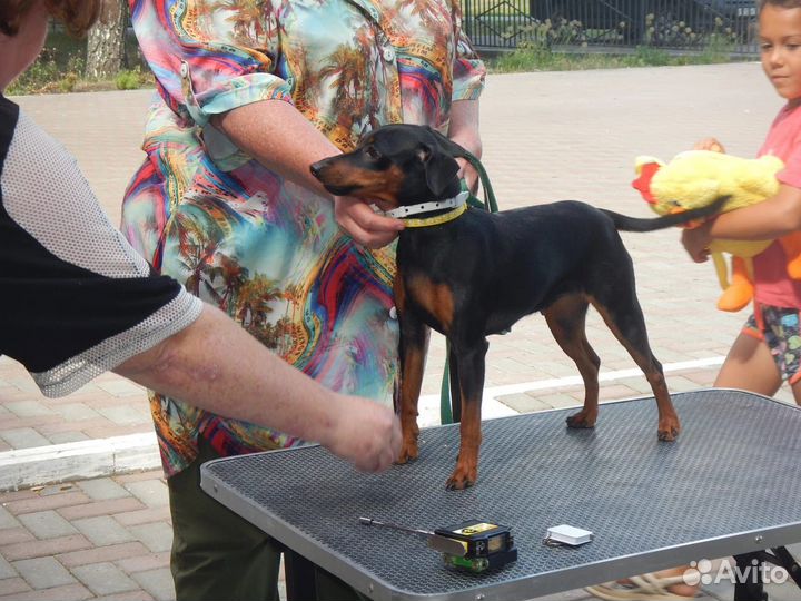 Щенки цвергпинчера