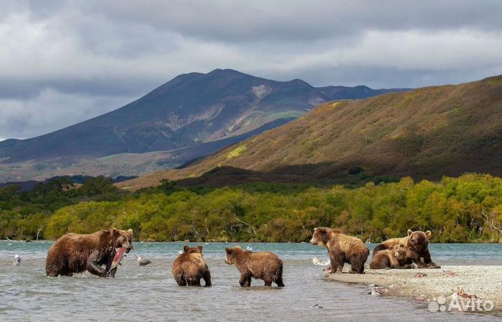 Тур-поездка на Камчатку лето от 7-ми до 9 дн