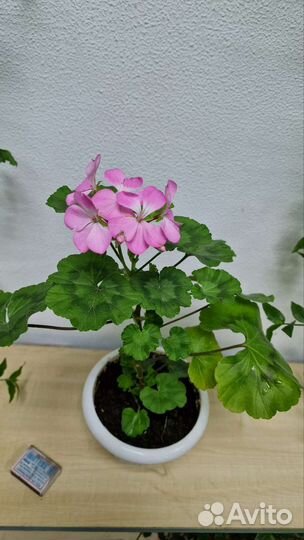 Пеларгония герань розовая, белая