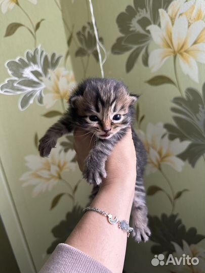 Котята породистые