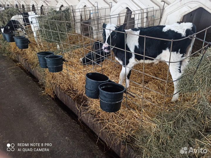 Телята бычки