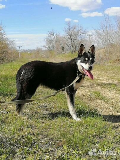 Собака Патрик