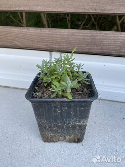 Лаванда зимостойкая Манстед 