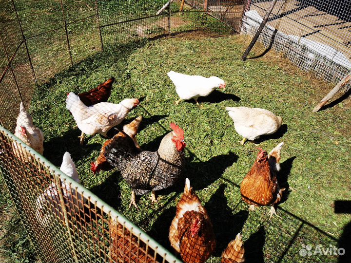 Домашние яйца