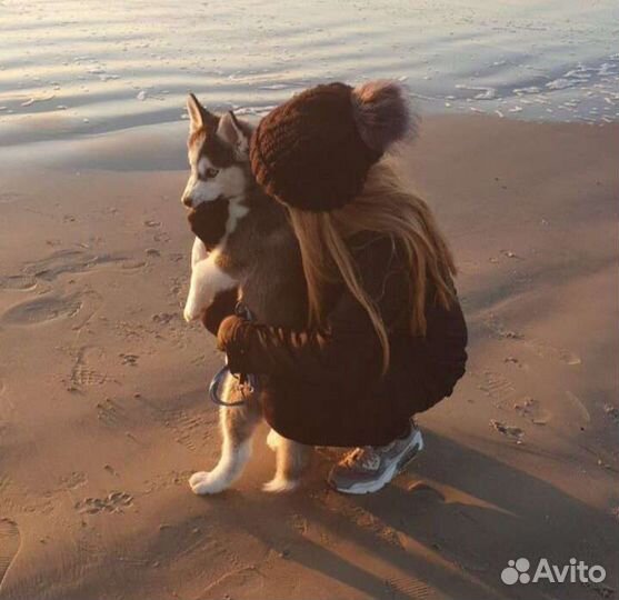 Передержка собак и кошек