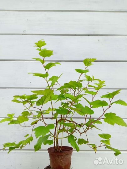 Пузыреплодник, саженцы